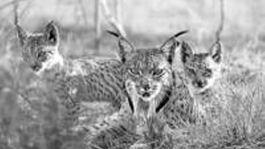 Medio Ambiente promueve un plan interregional para el lince