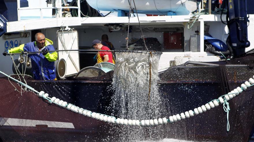 El lunes habrá sardina fresca del «xeito» para San Juan