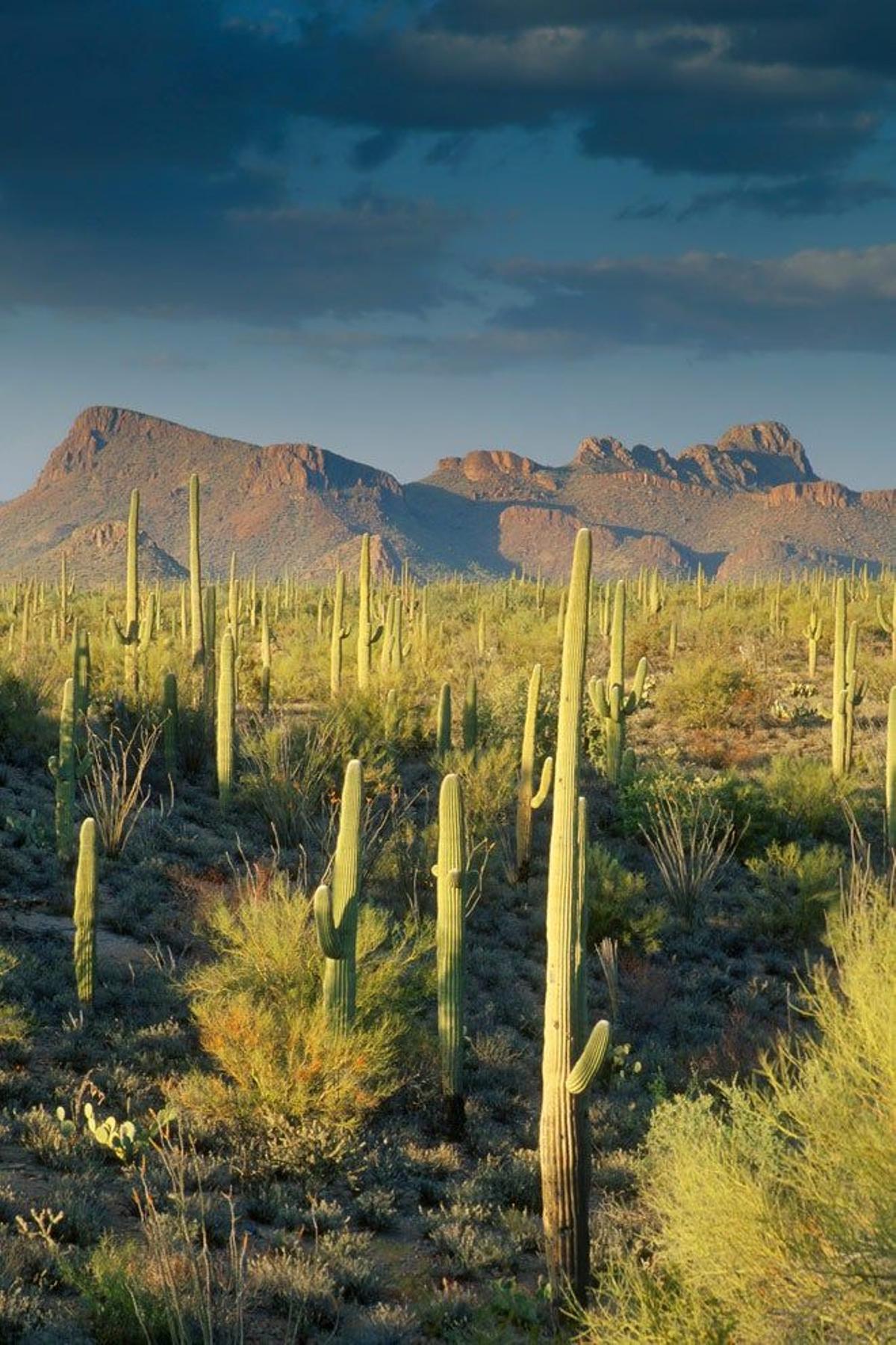 El saguaro,