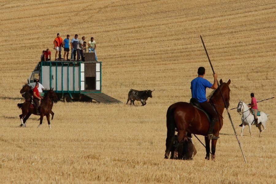 Encierro popular en Sanzoles