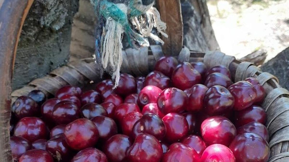 Picota del Jerte (variedad Ambrunés)