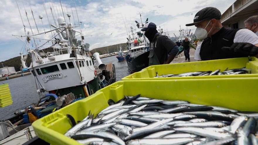 La rula cierra abril con desplome de capturas, pero con precios más altos