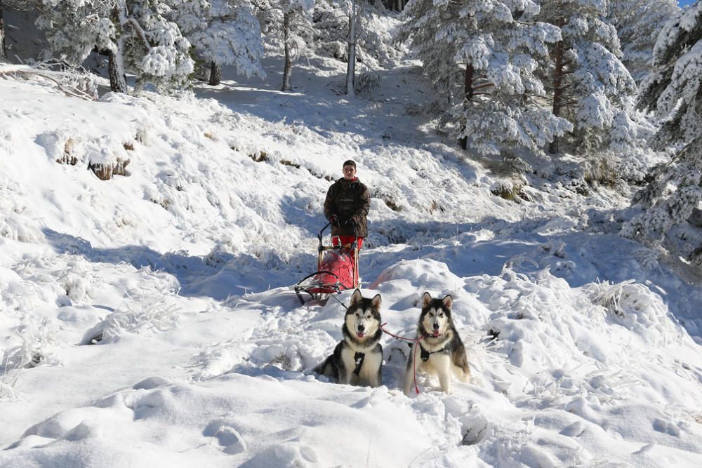 Manuel Calvo se prepara para participar en  el Campeonato de España de carreras de trineo con perros