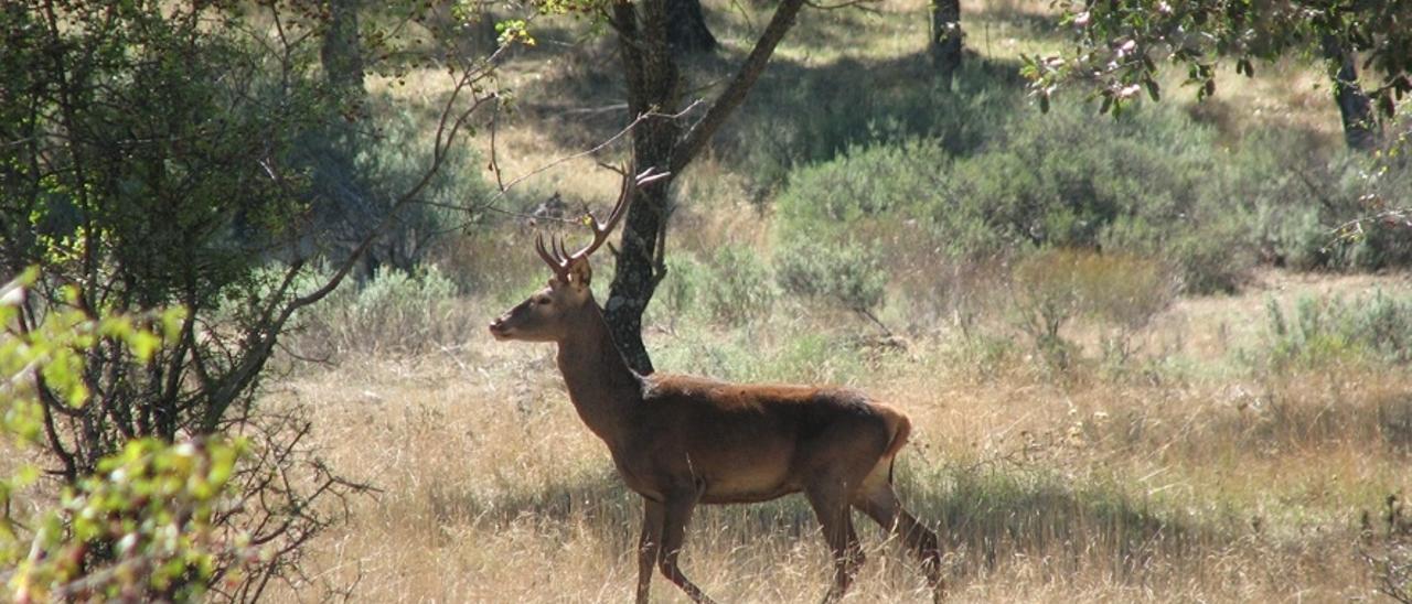 Archivo - Ciervo, caza, cazadores, naturaleza, animales