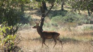 Archivo - Ciervo, caza, cazadores, naturaleza, animales