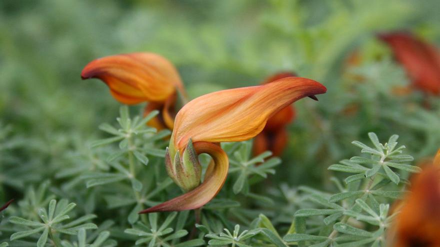 Un plan para salvar dos flores únicas de La Palma: solo quedan 688 ejemplares