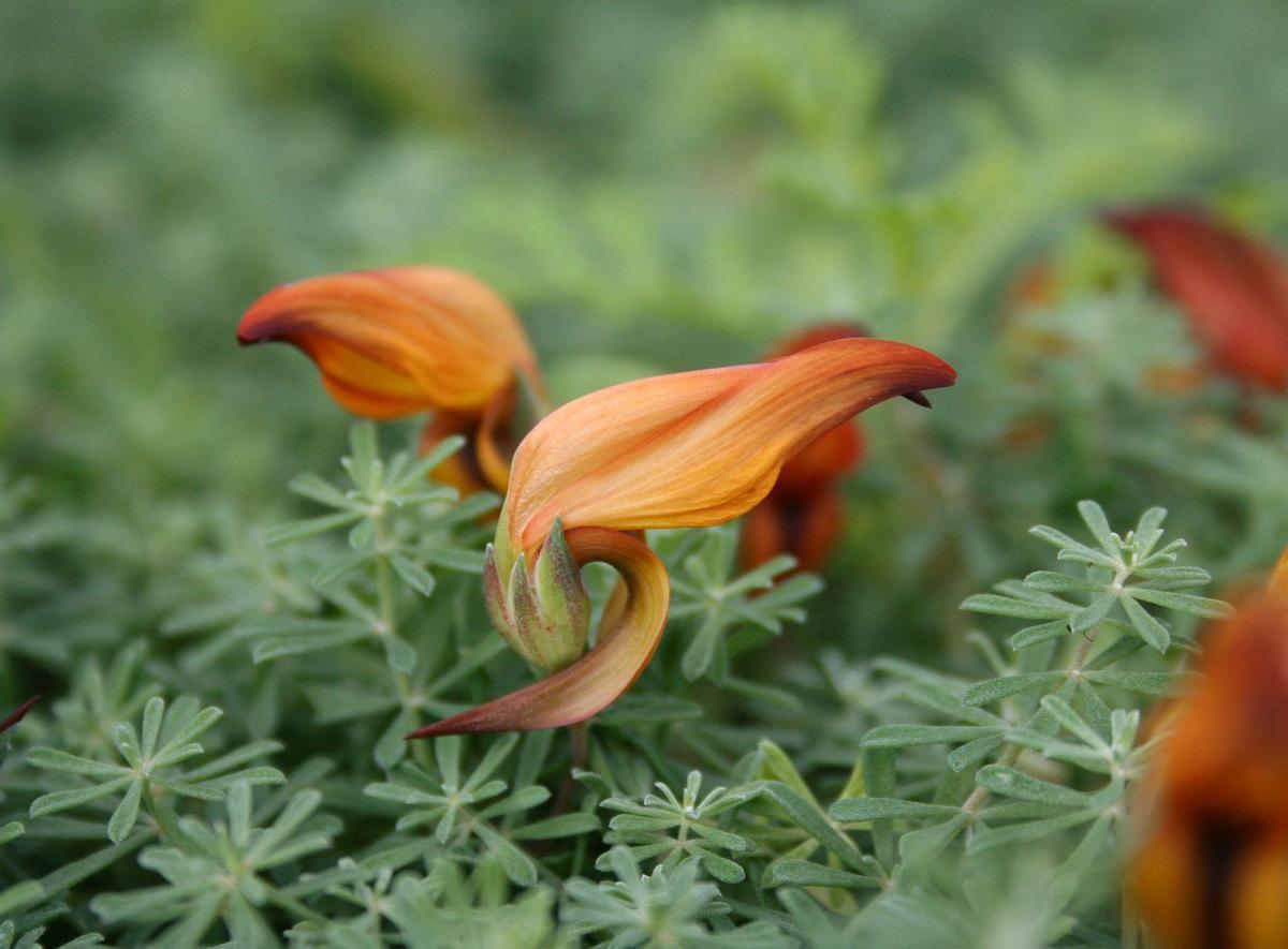 Ejemplares de pico de fuego ('Lotus pyranthus') en La Palma.