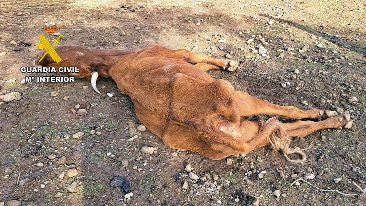 Estado de una de las vacas encontradas por la Guardia Civil en la finca.