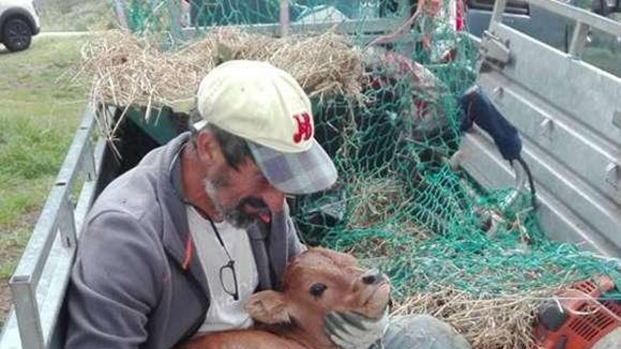 La vaca cachena que nació enferma. // FdV