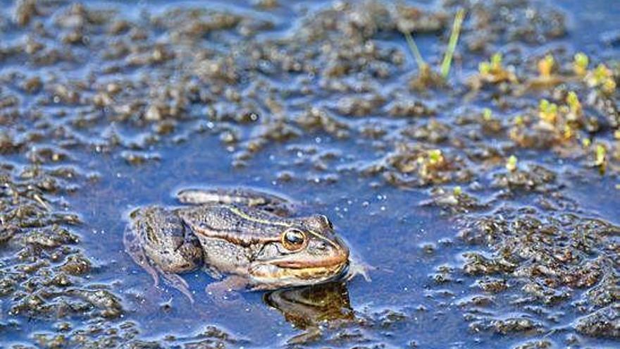 Ejemplar de rana en una charca sanabresa