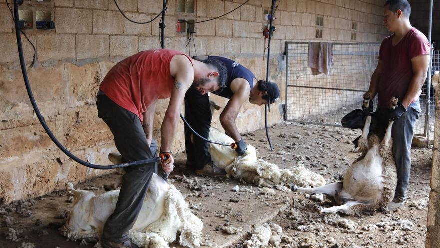 Schafscheren auf Mallorca: Früher konnte man von der Wolle ein halbes Haus kaufen