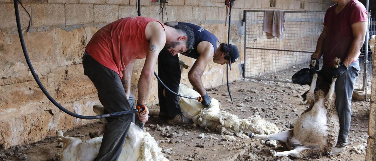 Schafscheren in Ariany – wenn die Tiere auf Mallorca zum Frisör müssen