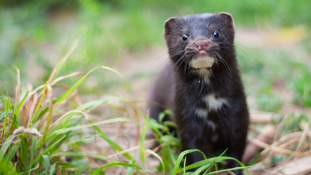 El visón americano, especie invasora, es una de las principales amenazas del visón autóctono