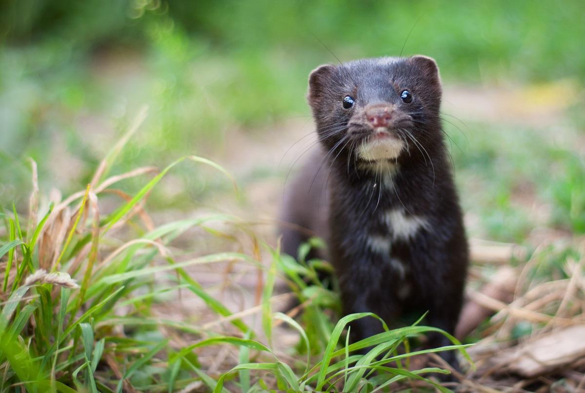 El visón americano, especie invasora, es una de las principales amenazas del visón autóctono