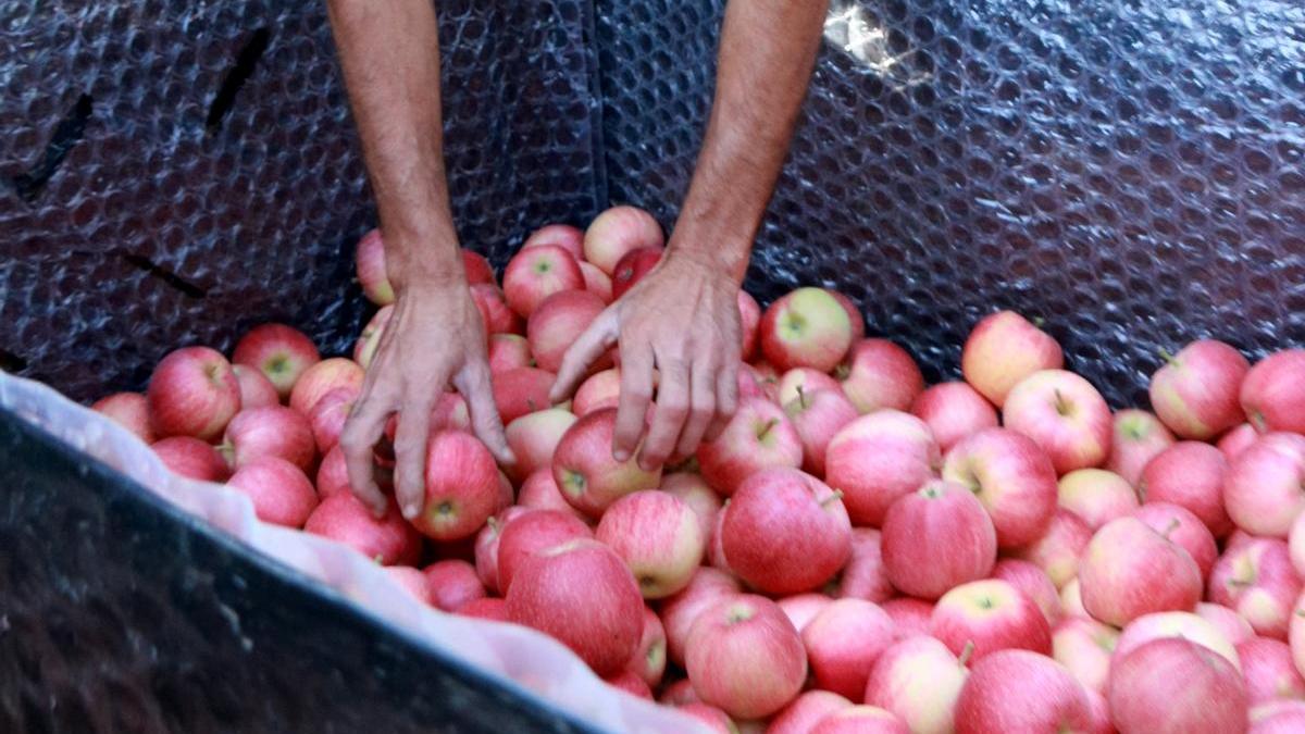 Un treballador recollint pomes
