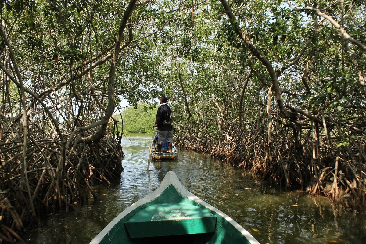 Arranca el ‘Decenio de la Restauración de Ecosistemas’ en el mundo