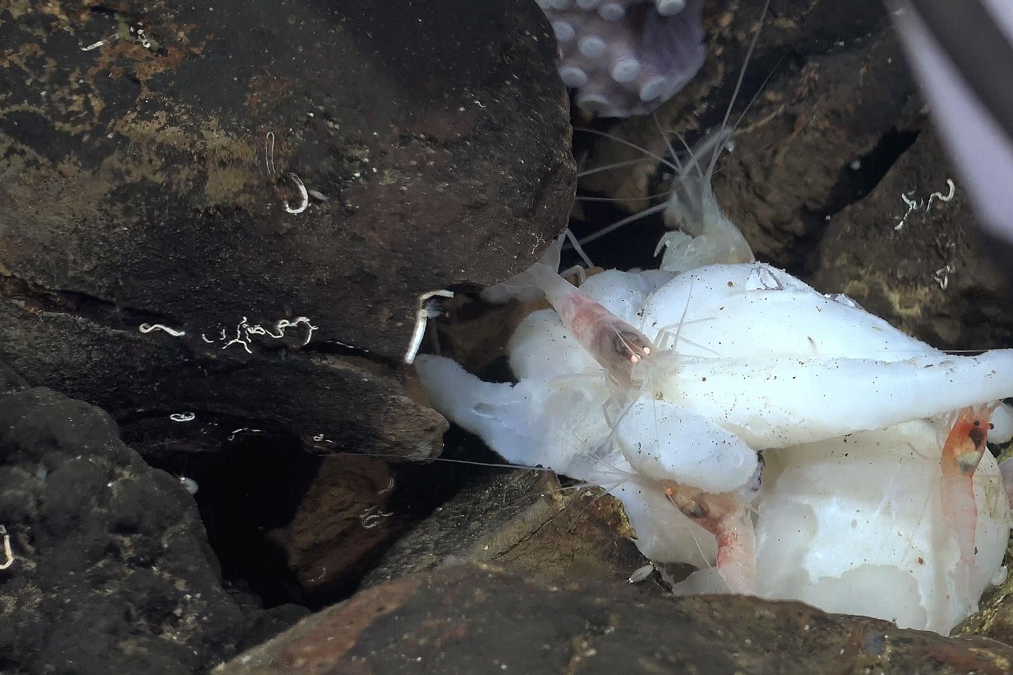 Las nuevas especies de pulpos hallados por un oceanográfico con factura viguesa