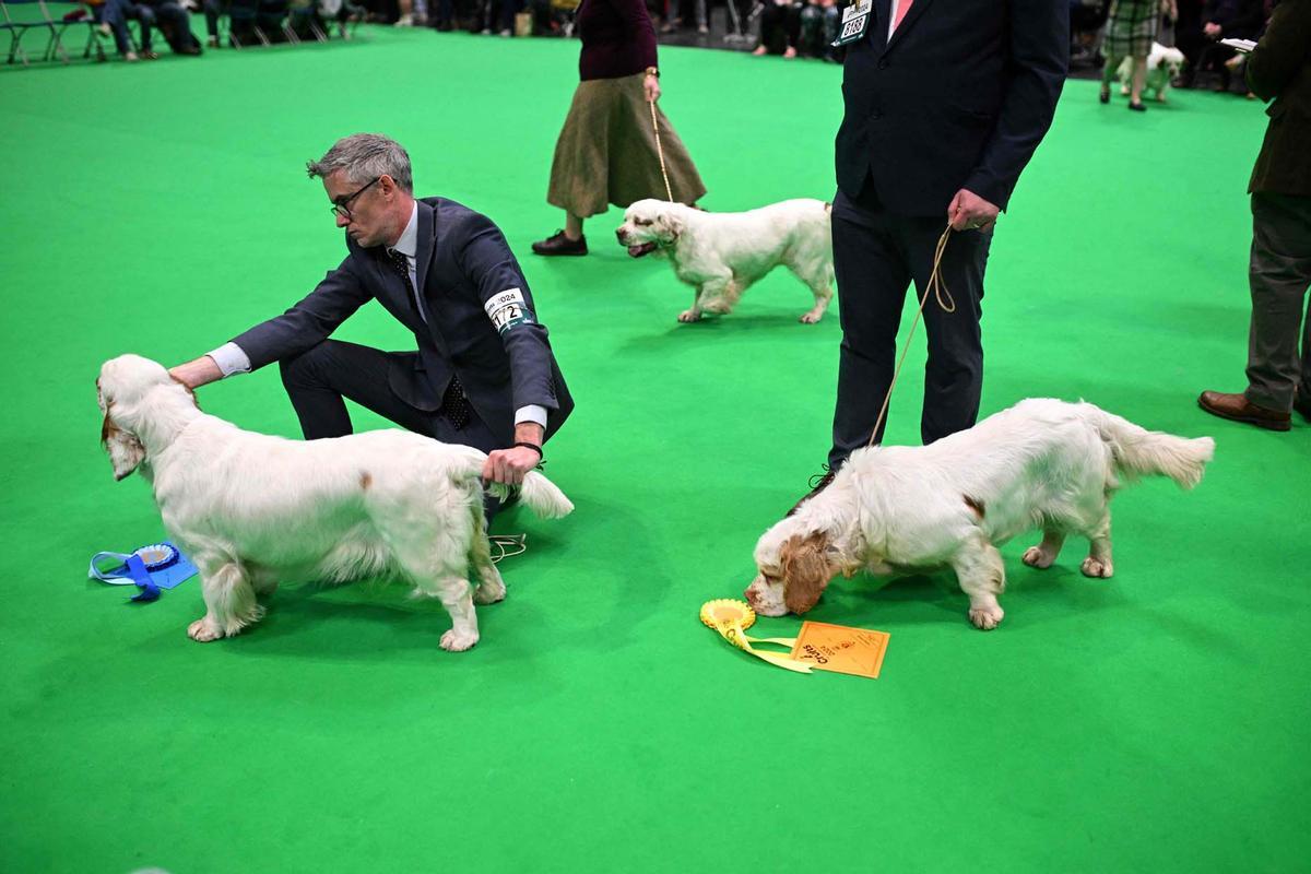 Exposición canina en el Centro Nacional de Exposiciones de Birmingham