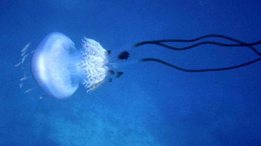 Barajan instalar un espectáculo de medusas y luces ultravioletas en el acuario de la plaza Nueva