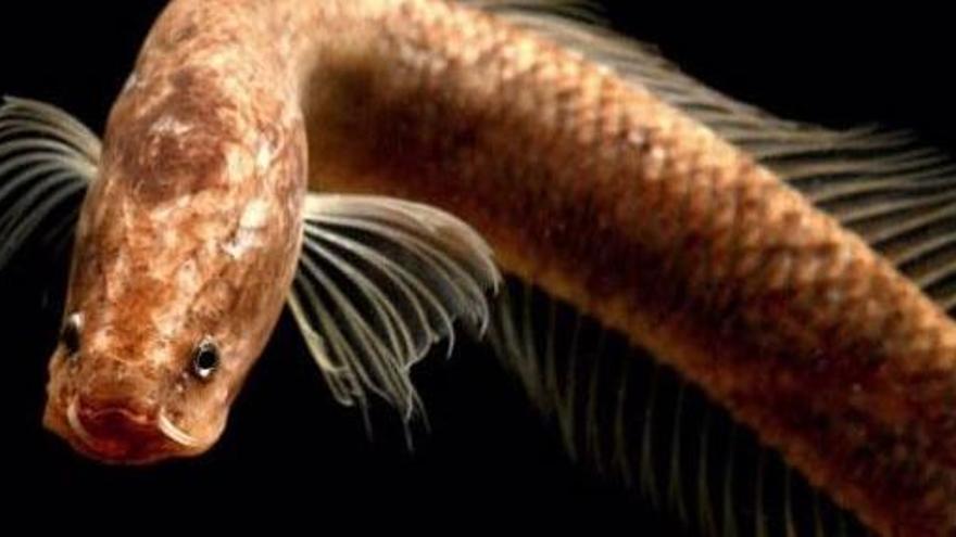 El pez cabeza de serpiente Aenigmachanna gollum.