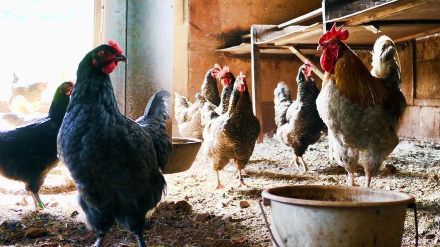 La OMS confirma la primera muerte humana por gripe aviar en el mundo