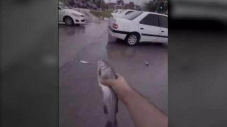 Una pluja de peixos inusual sorprèn els habitants d&#039;una ciutat de l&#039;Iran
