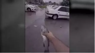 Una pluja de peixos inusual sorprèn els habitants d'una ciutat de l'Iran