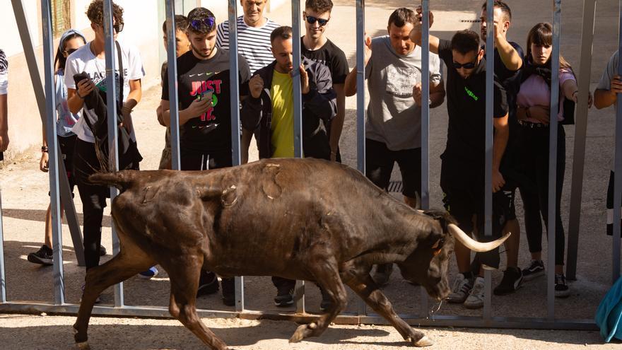 GALERIA | Encierro urbano en Villaralbo