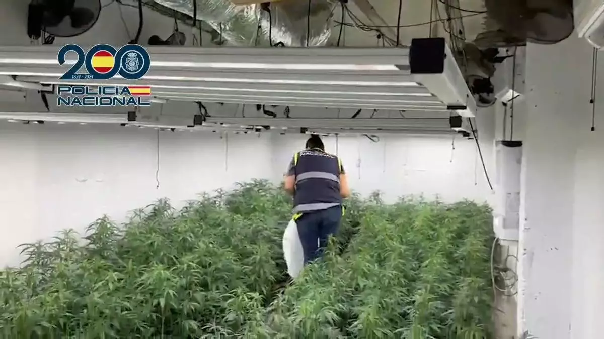 Cogollos de marihuana ocultos en pienso para animales con destino a Irlanda: así operaba un clan desarticulado en Andalucía