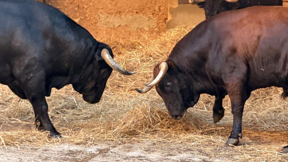Los toros ya están en Mallorca