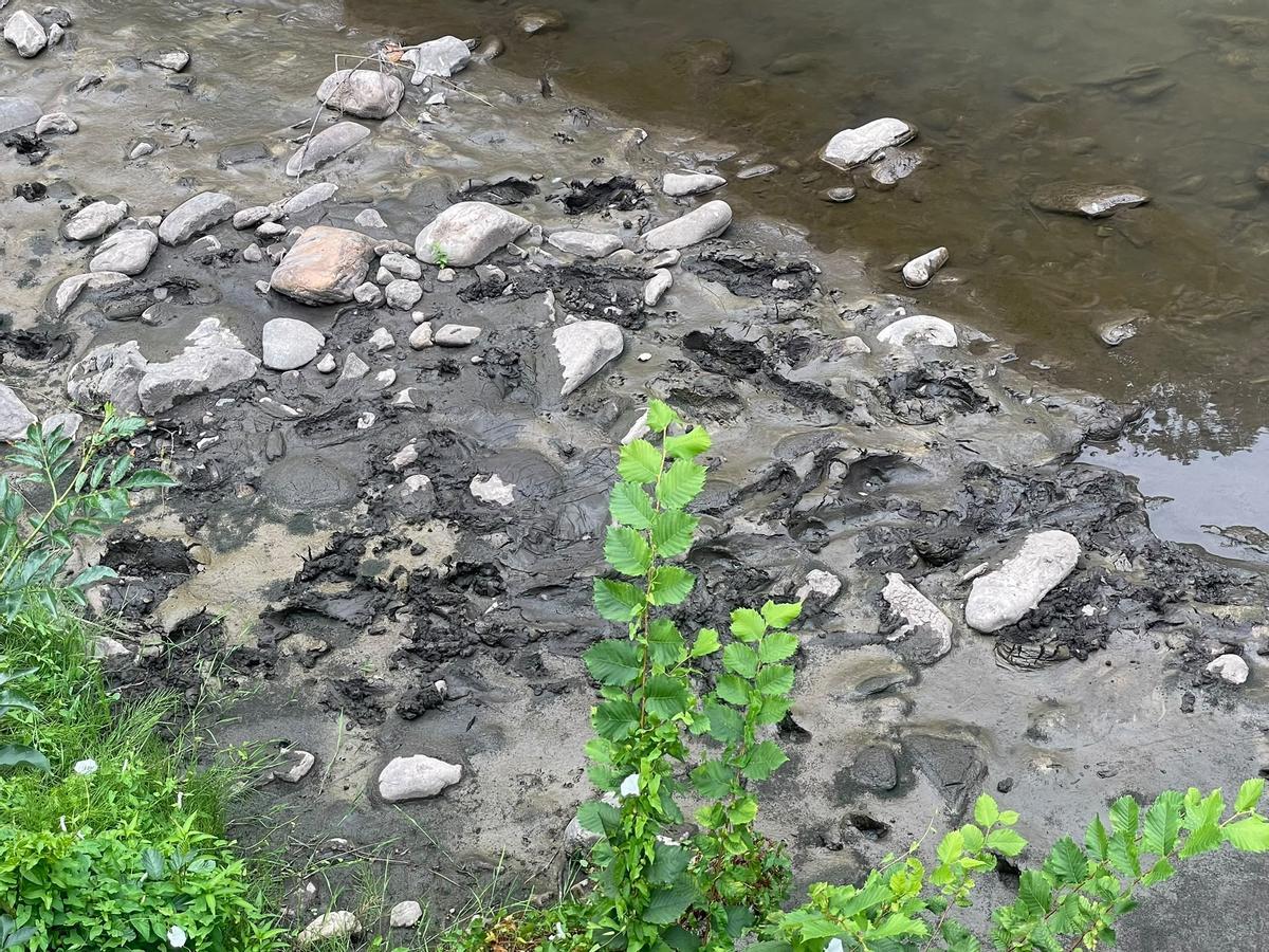 Detalle del barro acumulado en la orilla del río Narcea a su paso por Cangas del Narcea.