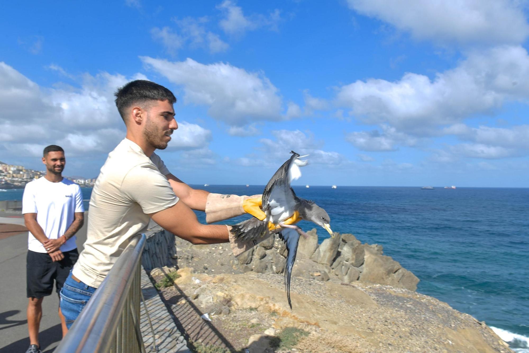 Benito y Fabio sueltan dos pardelas en el Mirador del Tritón