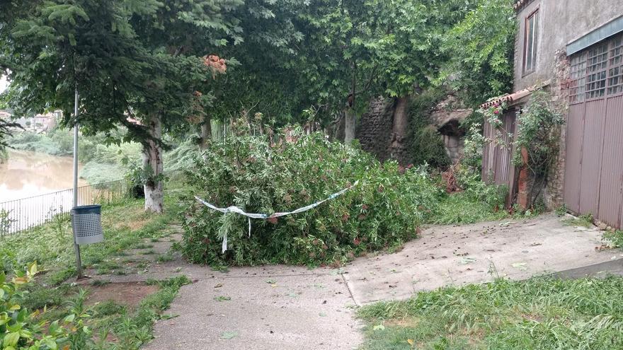 Tonight’s storm brought winds of 60 km/h and downed trees in Berguida.