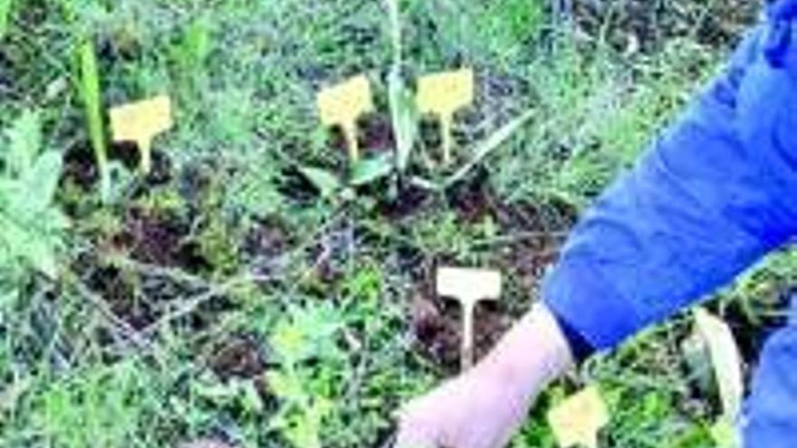 Cementos Balboa trasplanta 123 orquídeas en Sierra de Alconera