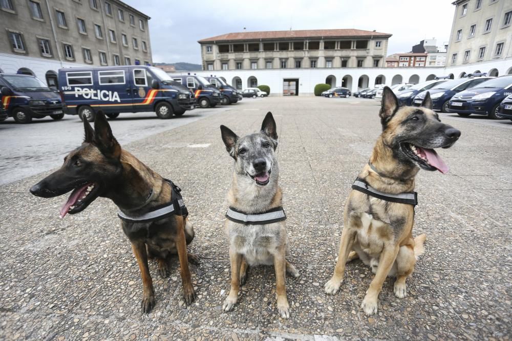 "Lúa" la perra policía