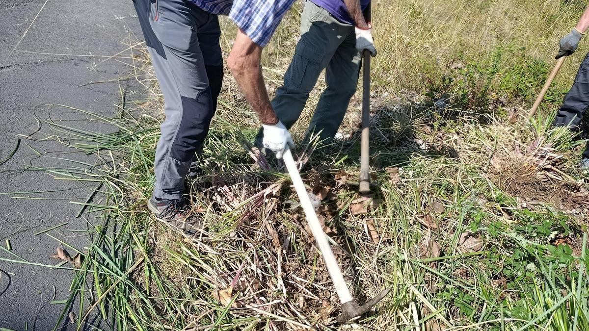 Detalle del trabajo de una sextaferia en La Fresneda para erradicar el Plumero de la pampa.