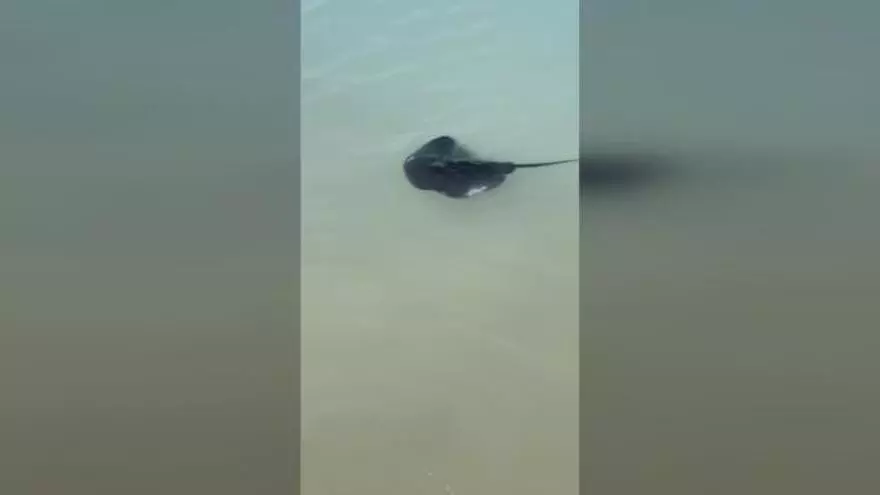 Una raya se pasea entre los bañistas de la playa del Portet de Moraira