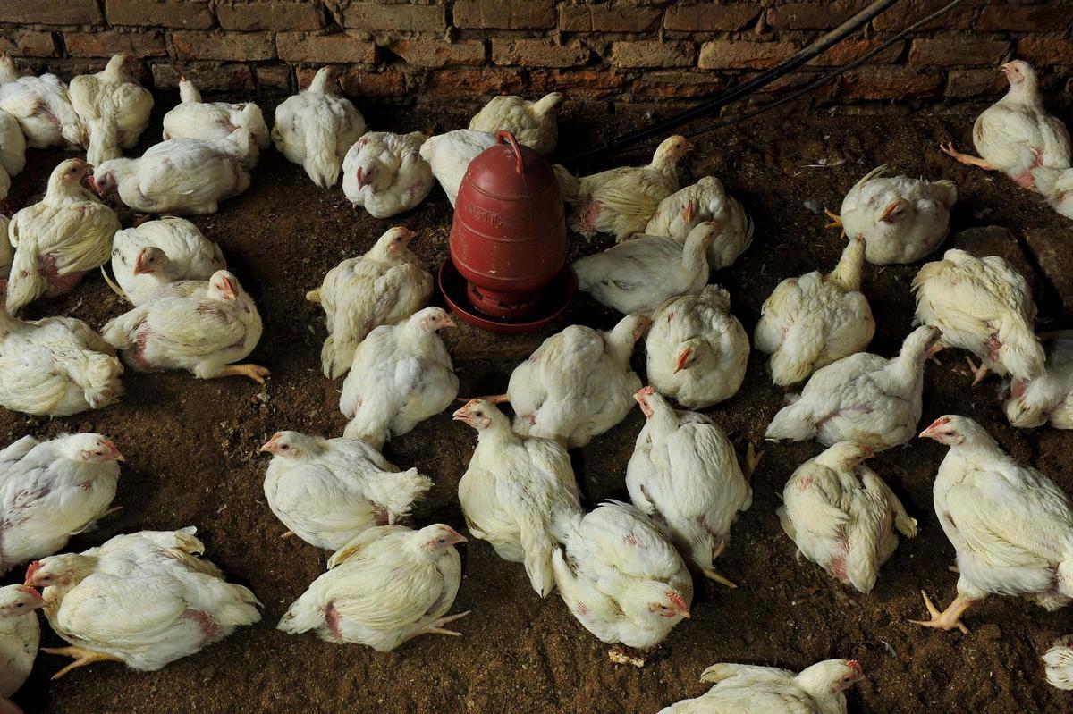 Gallinas comiendo en el interior de una granja, en una imagen de archivo.
