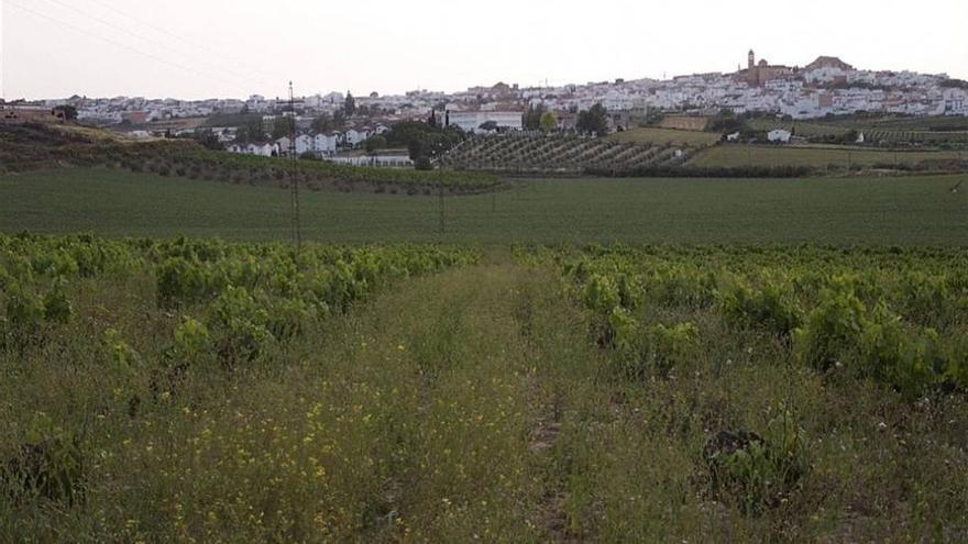 Cultivo de viñedo ecológico.