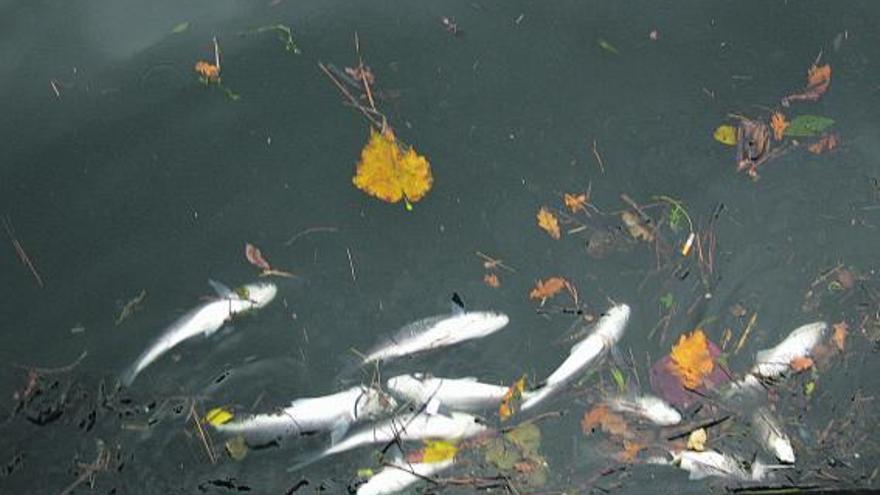 Peces muertos, ayer, en el puerto naviego.