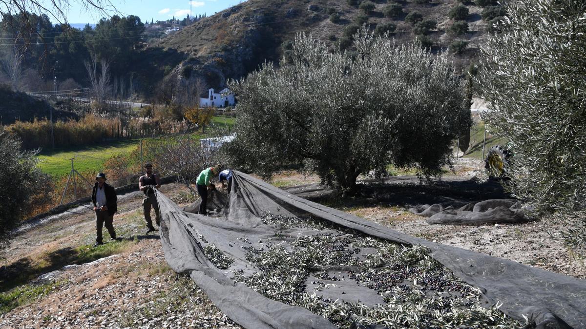 La producción nacional de aceite de oliva aumentará esta campaña un 23% hasta los 1,6 millones de toneladas