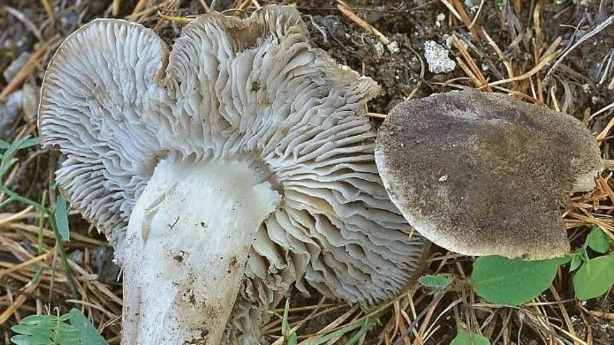 Temporada de setas: los siete 'bolets' más populares de Mallorca