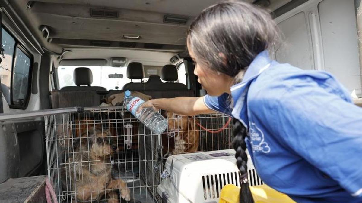 David y Alejandra, del centro Vila-Can, rescatan animales de los pueblos desalojados por el incendio de La Vall d'Uixó (Castellón), que desde el pasado sábado continua sin control tras arrasar9.300 hectáreas con un perímetro de 75,5 kilómetros y mantiene evacuadas a unas 10.000 personas.