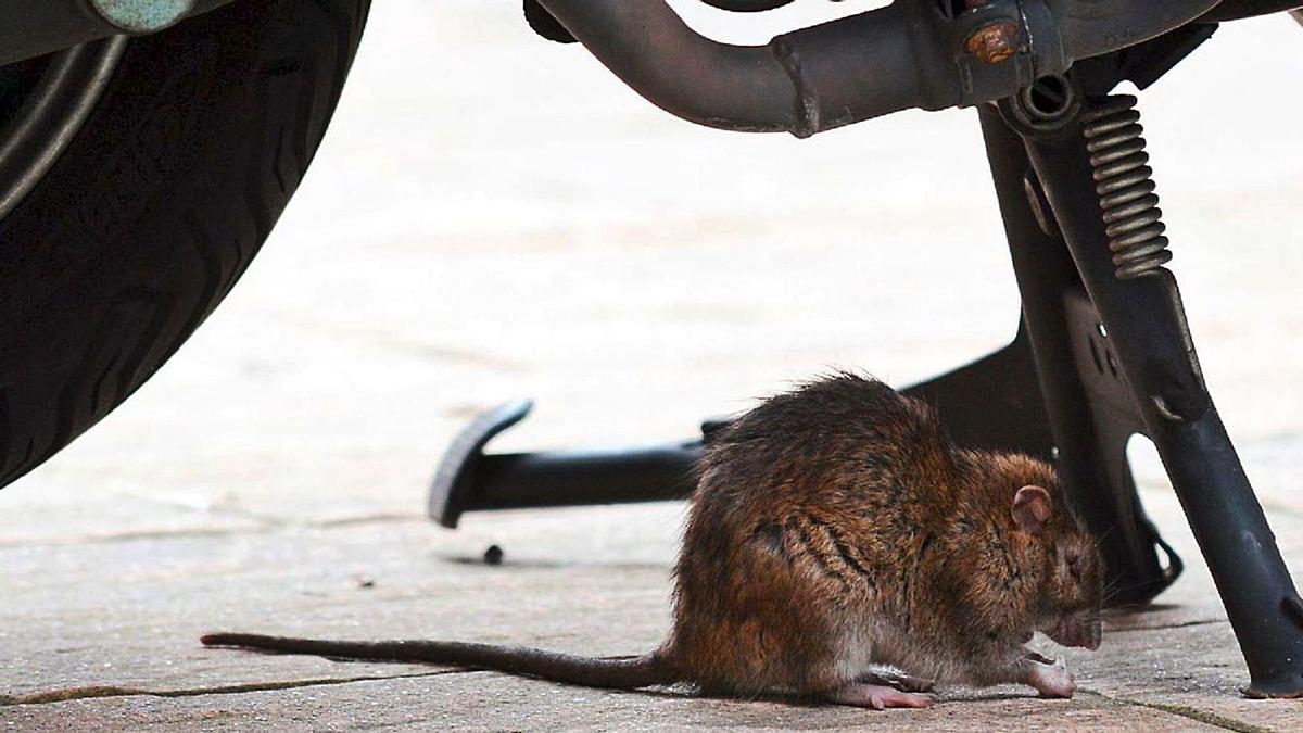 Una rata sota un vehicle 
al Barri Vell de Girona 
aquest agost.  juli gimenez