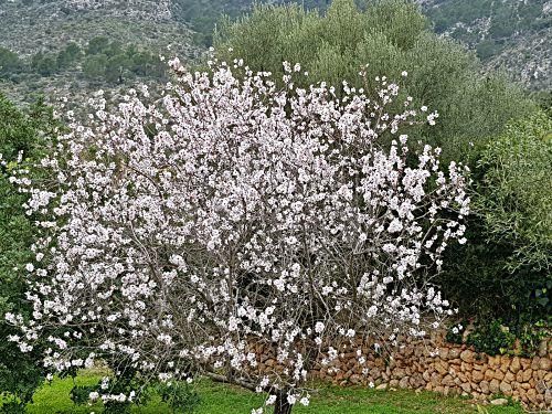 So schön blüht die Mandelblüte