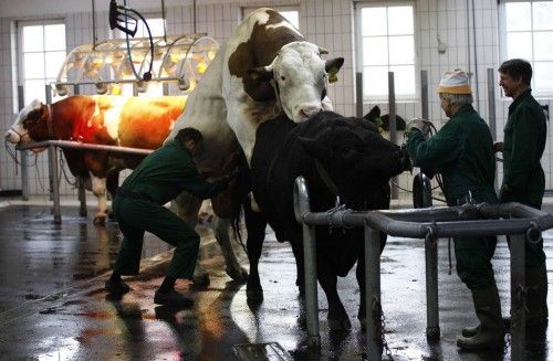 El veterinario austríaco Franz toma esperma de un toro en un centro de inseminación artificial