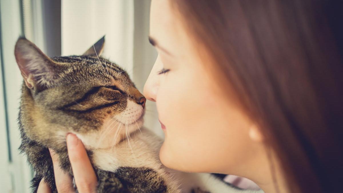 Los gatos no transmiten el coronavirus.