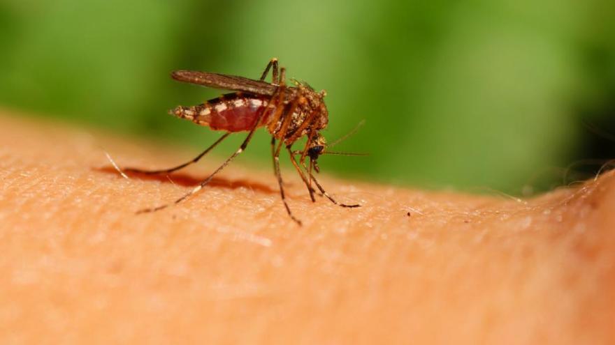 Cómo evitar que te piquen los mosquitos comiendo un alimento