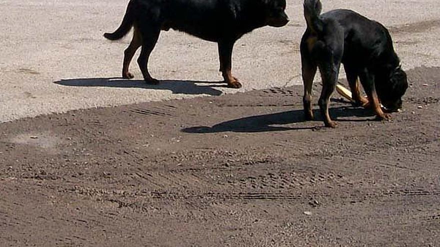 Un parell de rottweilers, una raça perillosa, en una imatge d&#039;arxiu.