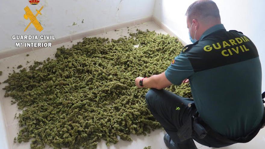 Cogollos de marihuana secos aprehendidos por la Guardia Civil en Almoharín.